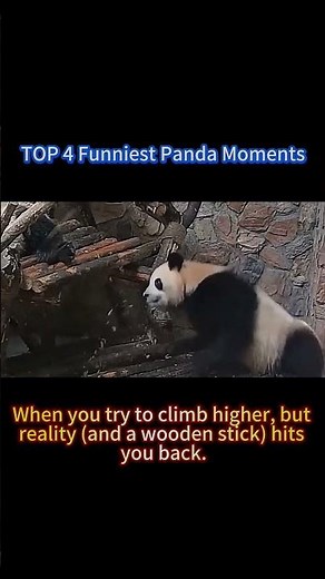 TOP 4 | Cutest Panda Fails Compilation😂 #cute #panda