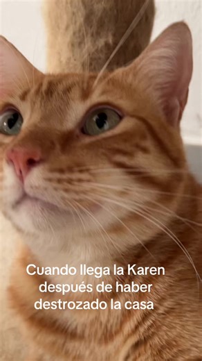 Videos de Lowri (@lowrivela) con “suono originale - FC AVA PLAYER”