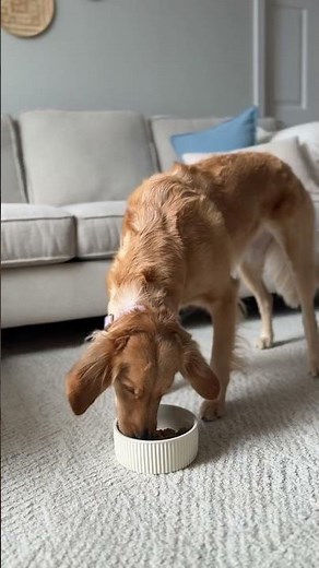 If your dog scratches, licks their paws, or rubs their face every allergy season,