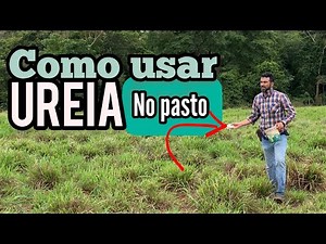 O QUE A UREIA FAZ COM SEU PASTO