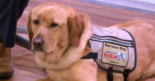How service dogs are helping veterans