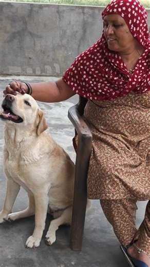 Mom Gives Head massager To Jimmy Labrador Retriever #dogsofyoutube #gsds #gsdlover