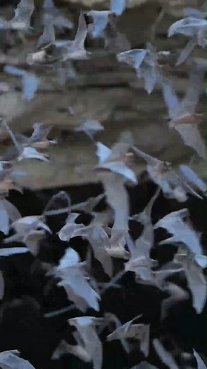 World’s largest bat colony takes flight 🦇 Tune in for a live broadcast Thursday with Bat Conservation International! Bracken Cave, north of San Antonio is home to the world’s largest bat colony, with more than 15 million Mexican free-tailed bats. Bat Conservation International hosts visitation nights for its members and partners during the summer months. For details, visit BatCon.org. | Texas Parks and Wildlife