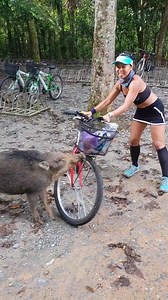 5.4K views · 65 reactions | Wild boar very hungry | Singapore Incidents | Facebook