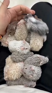 9.1K reactions · 359 shares | Campbell’s hamsters #tiktok #foryou #animals #cute | PriyaMalhotra | Facebook