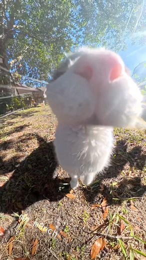 2.5K views · 23 reactions | vicious cat attack caught on camera  | Mr.Monch | Facebook