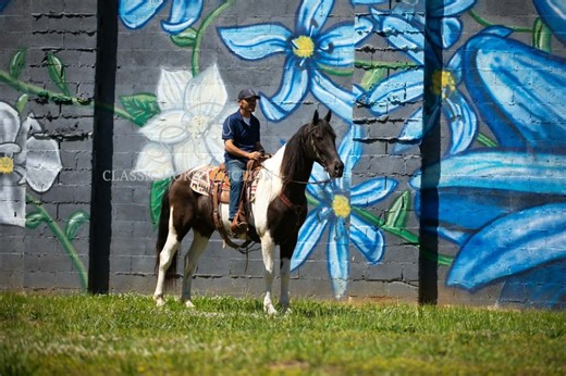 Tennessee Walking Horse for Sale – Trail Deluxe Gelding Apache Chief