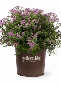 Little Bonnie Dwarf Spiraea | Order Online