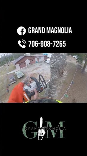 Watch How We Safely Bring This Tree Down