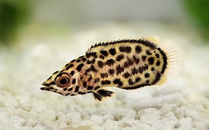 African leaf fish: The Ultimate Guide