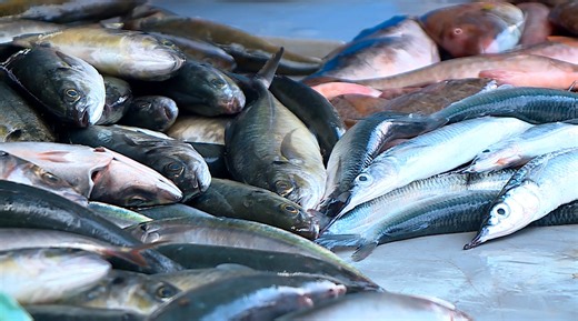 Cabo Verde - Governo anuncia medidas para a pesca conjunta com parceiros - RTP África