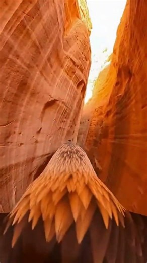 Elevate Your Perspective: You Were Built for the Heights 🦅 #Vision #Power