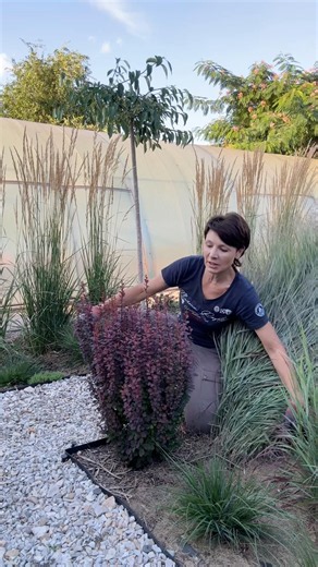 Why the barberry grew so fast in a year