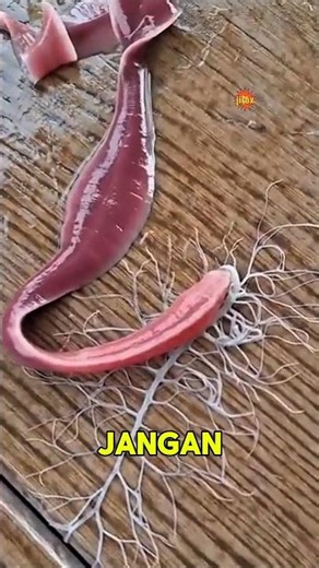 Aliens from the deep sea‼️