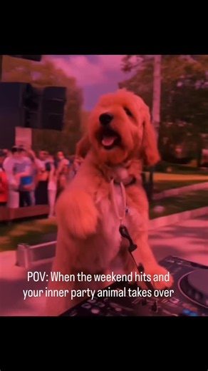 Jeter on Instagram: "DJ Jeter on the decks, spinning treats and chaos all night long. 🎧🐶 The second the weekend hits, I’m suddenly a full-time club promoter, hype man, and certified paw-ty starter. If your pup also becomes a whole different animal on weekends… yeah, we’d be besties. 😂✨ Fellow pups — are you a DJ, a dancer, or the one who falls asleep before 9? #ThatDoodJeter #WeekendEnergy #DJDog #PartyPup #DogReels #DoodleHumor #PetParentsOfInstagram #DogWeekendVibes #AIReels #FunnyDogConten