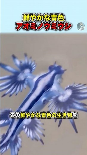 鮮やかな青色【アオミノウミウシ】#豆知識 #雑学#動物