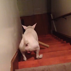 2M views · 10K reactions | CACHORRO QUANDO ENCONTRA UMA ESCADA NOS DIVERTEM FONTE Funniest Family Moments  @O O amor de Quatro Patas  | O amor de Quatro Patas | Facebook