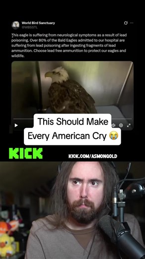 Protecting Bald Eagles from Lead Poisoning