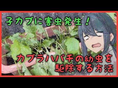 子カブに黒い芋虫が大発生！カブラハバチの幼虫を駆除する方法について
