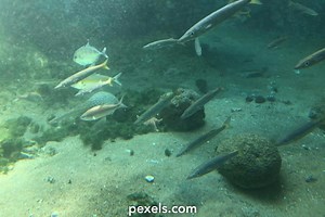 Marine Fish Videos, Download The BEST Free 4k Stock Video Footage & Marine Fish HD Video Clips