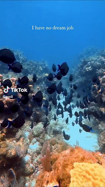 The Ultimate Dream Job: Become a PADI Divemaster