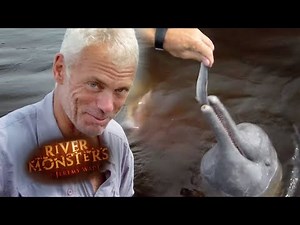 The Unlikely Predator Of The Piranha | DOLPHIN | River Monsters