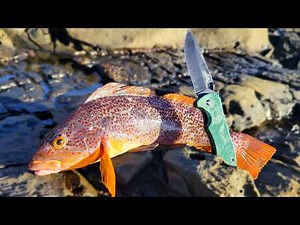 Back to the Ocean - Catch and Cook on the Rocks!