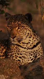 EYE TO EYE A leopard in golden light, upright and alert, locks eyes with the lens — a brief but powerful moment. Leopards have some of the best eyesight of all the big cats, particularly in low light. Their vision is estimated to be about six times more sensitive than ours in the dark, giving them a huge advantage as ambush predators. That stare? It’s not just curious — it’s calculating. For filmmakers, getting this kind of eye contact is rare. It’s a moment that feels still, but says a lot — ab