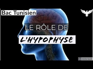 Le rôle de l'hypophyse