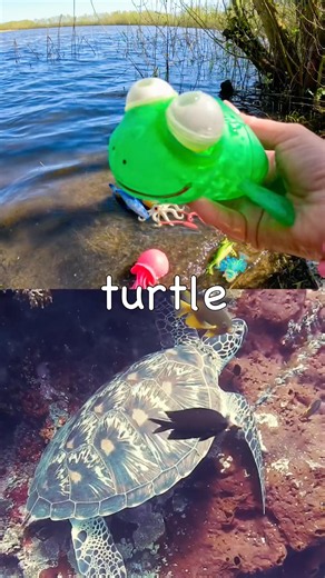 Learn at the Lake | Sea Animal Names for Kids: Turtle Seahorse Pufferfish Basking Shark Clownfish