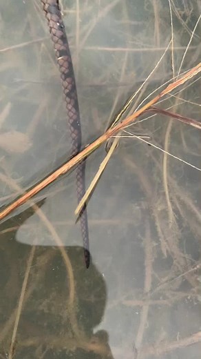 Close-Up Look at Snake Movements in Nature