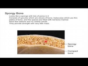 Spongy Bone