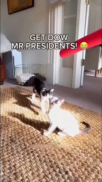 Hilarious Tuxedo Cat Behavior Compilation