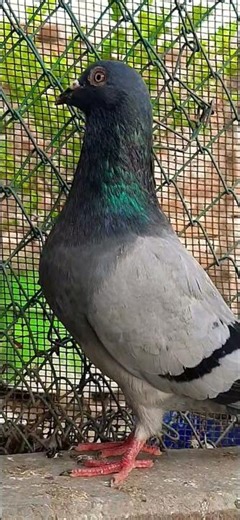 pigeon #beautiful# Netherland# racing #pigeon #raisenpigeons