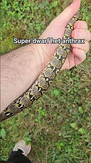 #rnbreptiles #localityretics #reticsofinstagram #reticeugenics #polygenictraits #selectivebreeding