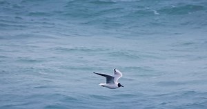 Seagull Laughing Gull Wildlife Bird Flying Stock Footage Video (100% Royalty-free) 1105046495 | Shutterstock