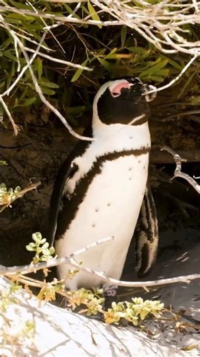 This Penguin Survives Heat in a Crazy Way! 👀🐧