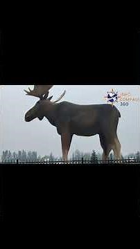 Canada City of Moose Jaw: A Magical Trip to Canada’s Hidden Gem!