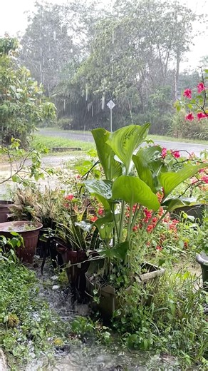 Rainny days #slowmotion