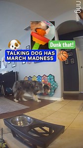 2.4M views · 10K reactions | It only makes sense after all the #MarchMadness bracket picks that Ripley would ask for more basketball. That please though 凉凉凉 *Use code LETSGORIP for 12% off buttons ($50+)* #talkingdog #letsgoripley #ripleytalks #fluentpet #australianshepherd #basketball | Lets Go Rip | Facebook