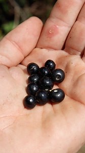 12K views · 360 reactions | Hey everyone! This is Ranger Eric. One of...