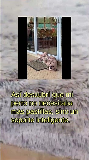 Todo lo que debes saber sobre camas ortopédicas para perros