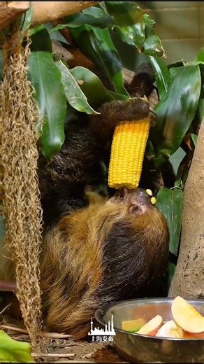 A 0.5× slow-motion "#mukbang" by #Flash! Take a peek at the laid-back life of a #sloth at Shanghai Zoo. #slothlife #zootopia #zoo | Shanghai Let's meet