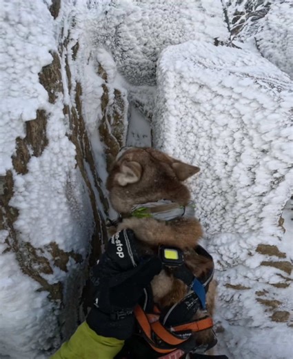 The Strength and Training of Mountain Working Dogs