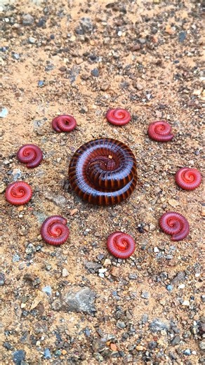 Be quiet, giant millipedes call baby millipedes to gather #shorts #millipede #cute
