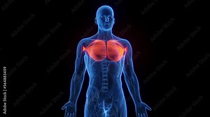 3D rendered medical animation of a man's pectoralis major