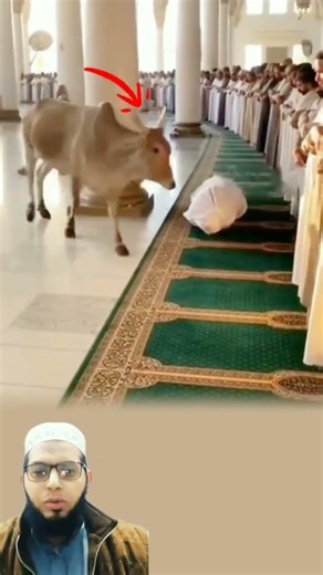 مشهد بين صفوف المصلين على الميت، تسللت بقرة مسرعة، لتقف وتختبئ بينهم🫣😱😭🤲🙏⚰️🐄👍#كسبلور#لايك#ترند