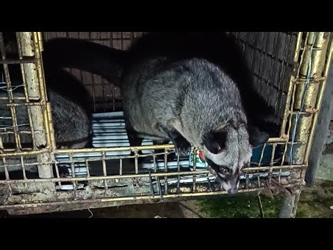 anabul welas asih 11/04/26 #livestream #musang #anabul