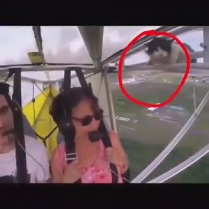 Este gatito se ganó el título de “gato volador y dormilón” con todos los honores 😹😹. Al parecer, el felino estaba durmiendo en una de las alas de este ultraligero y se despertó en pleno vuelo. El gato nunca sufrió ningún daño y ahora forma parte de la escuela de vuelo como mascota oficial 😸❤ . #Gatificando #PensamosComoGatos #GatosBogota #CatLover #Cats #Bogota #Colombia | Gatificando