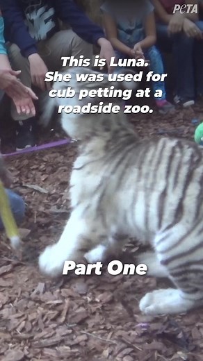 10K views · 346 reactions | For Endangered Species Day today, we share Luna's rescue story, Part 1. #endangeredspeciesday #conservation #wildlife #tigers #tgif #fridayvibes #friday #fridaynight #tcwr #turpentinecreek #rescuetorefuge #rescuebigcats #peta | Turpentine Creek Wildlife Refuge | Facebook